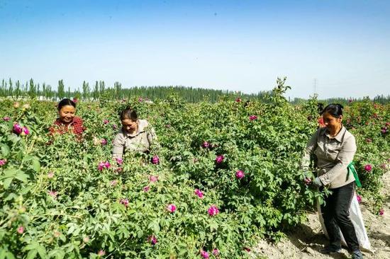 和田市伊里其乡亚甫拉克村玫瑰花种植地。88